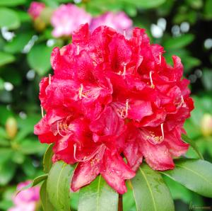Rododendras INKARHO Karl Naue "Easydendron"