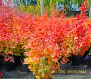 Raugeriškis tunbergo ORANGE ICE - 2