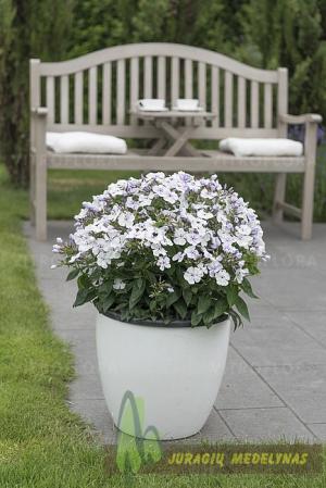 Flioksas šluotelinis FLAME PRO LIGHT BLUE - 2