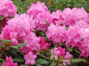 Rododendras jakušimaninis POLARIS