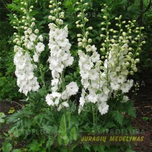 Pentinius MAGIC FOUNTAIN PURE WHITE