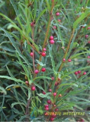 Šaltekšnis paprastasis ASPLENIFOLIA