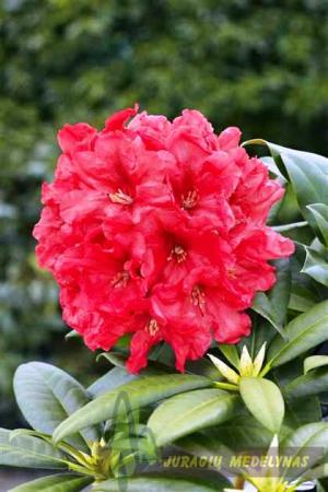 Rododendras RABATZ