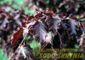 Bukas paprastasis 'PURPUREA NANA'
