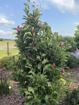 Magnolija MARCH TILL FROST - 2