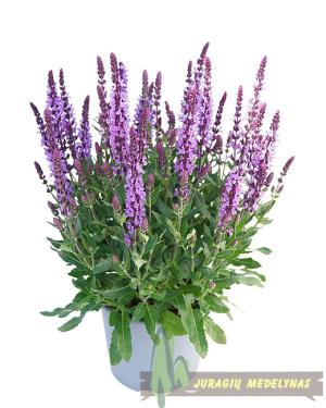 Šalavijas gojinis SALUTE LAVENDER - 1