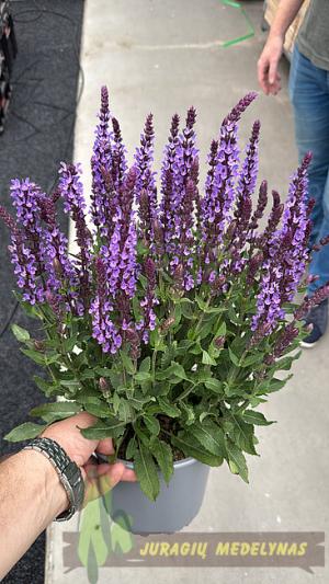 Šalavijas gojinis SALUTE LAVENDER - 2