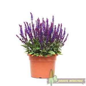 Šalavijas gojinis SALVATORE BLUE