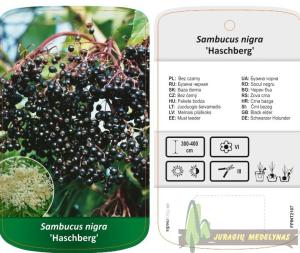 Šeivamedis juodauogis HASCHBERG
