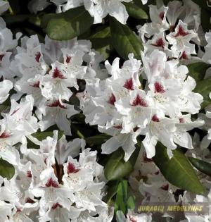 Rododendras SCHNEEAUGE
