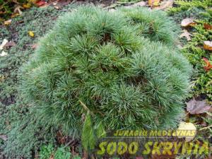 Pušis veimutinė SEA URCHIN