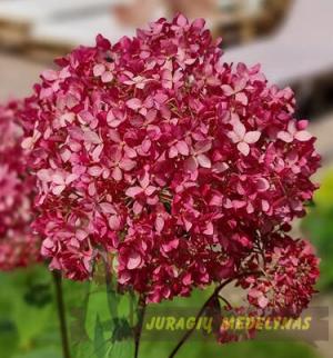 Hortenzija šviesioji Candybelle "SORBET" - 2