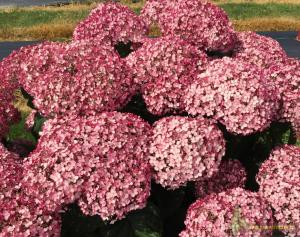 Hortenzija šviesioji Candybelle "SORBET" - 1
