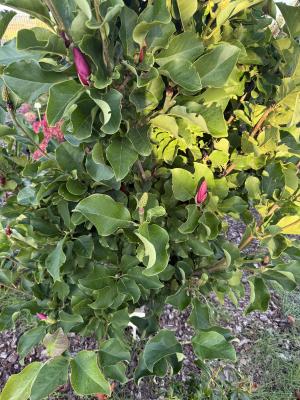 Magnolija MARCH TILL FROST - 3