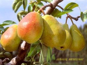 Kriaušė SUMMERCRISP (vasarinė)