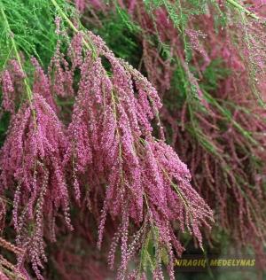 Eglūnas šakotasis PINK CASCADE