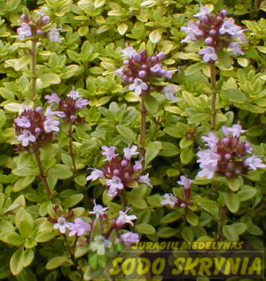 Čiobrelis citrininis AUREUS - 3