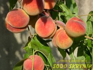 Persikas MAIRA