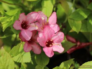 Veigelė gražiažiedė PICOBELLA ROSA - 2